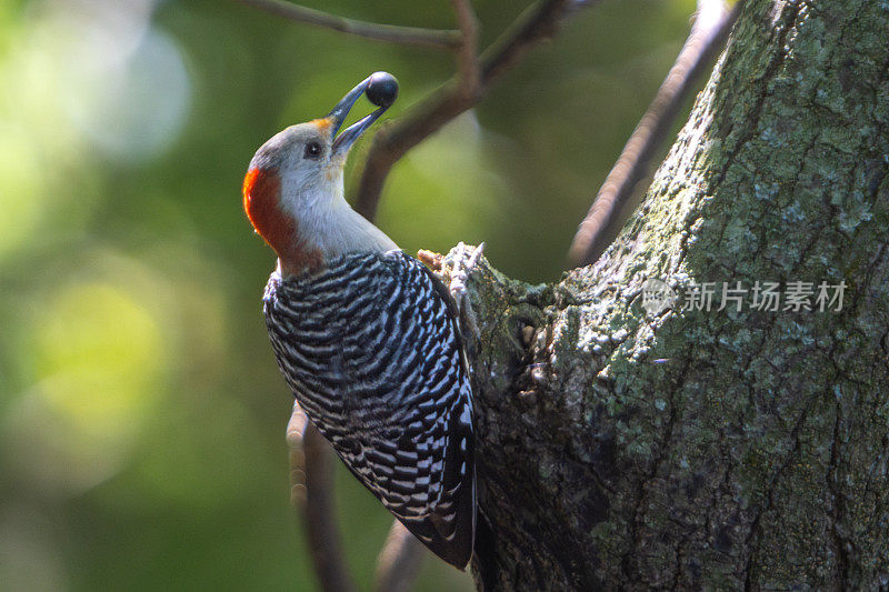 红腹啄木鸟(Melanerpes carolinus)，卡罗莱纳的红腹啄木鸟。